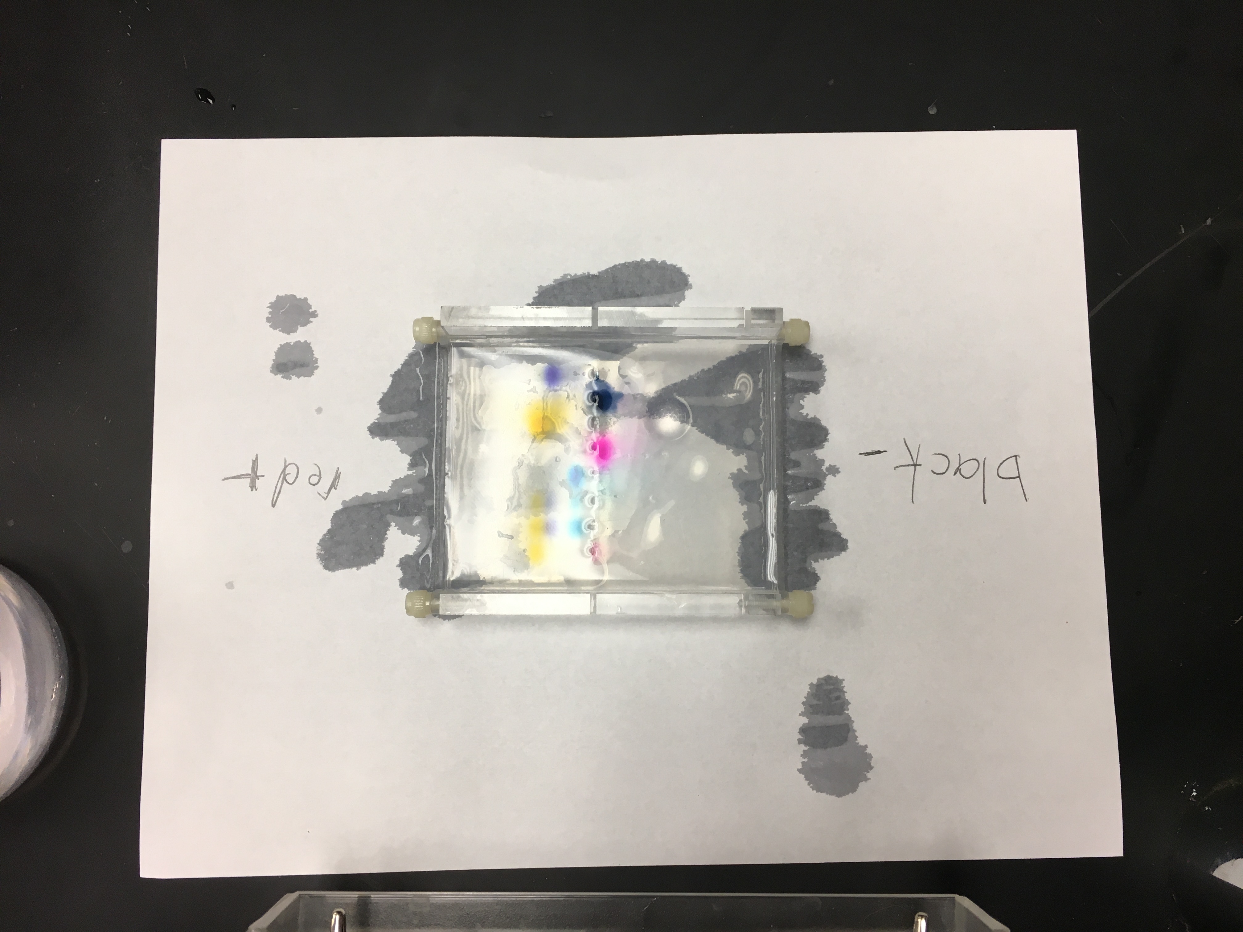 First Gel Electrophoresis 