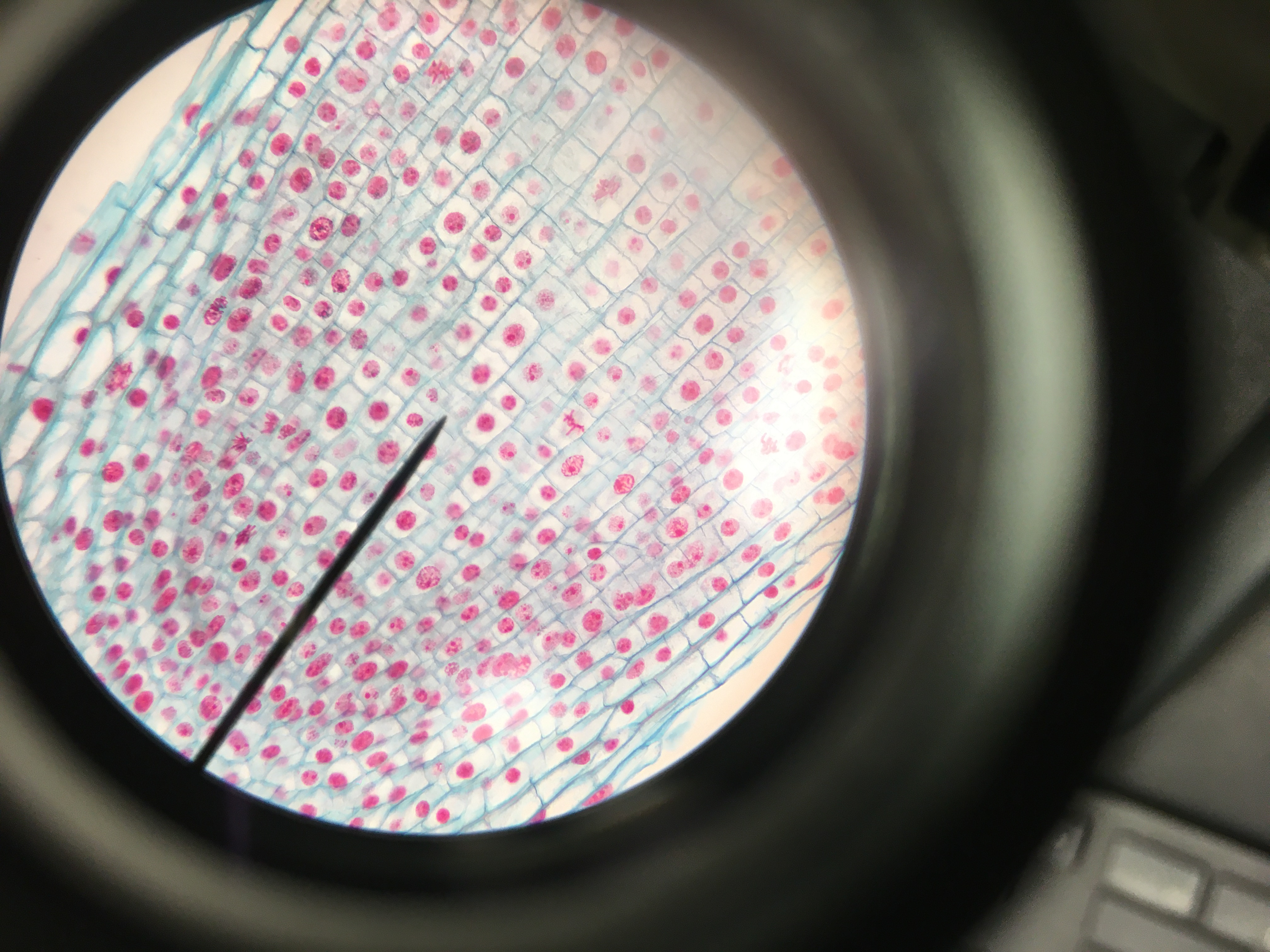 First Onion Cells