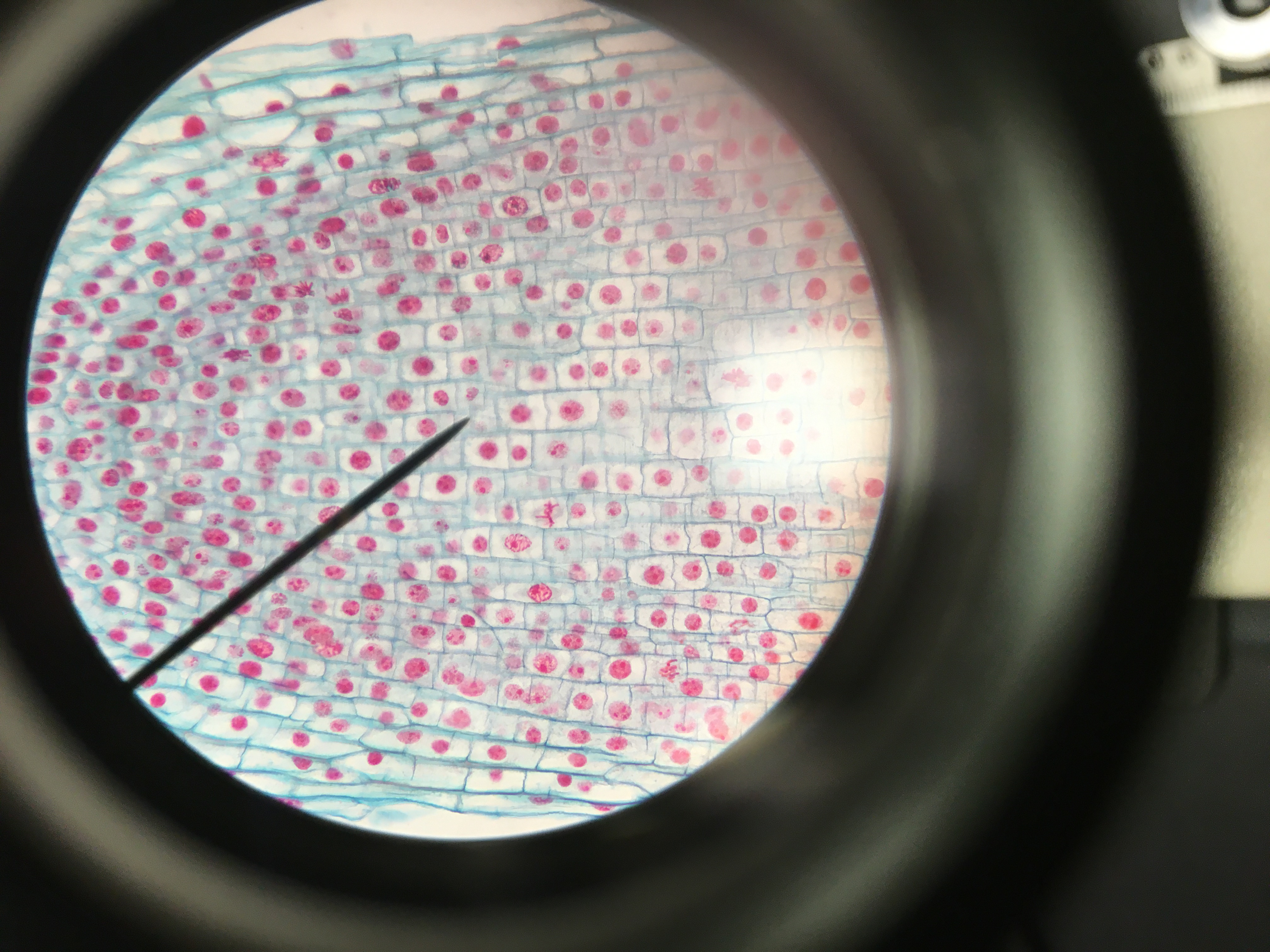 Second Onion Cells