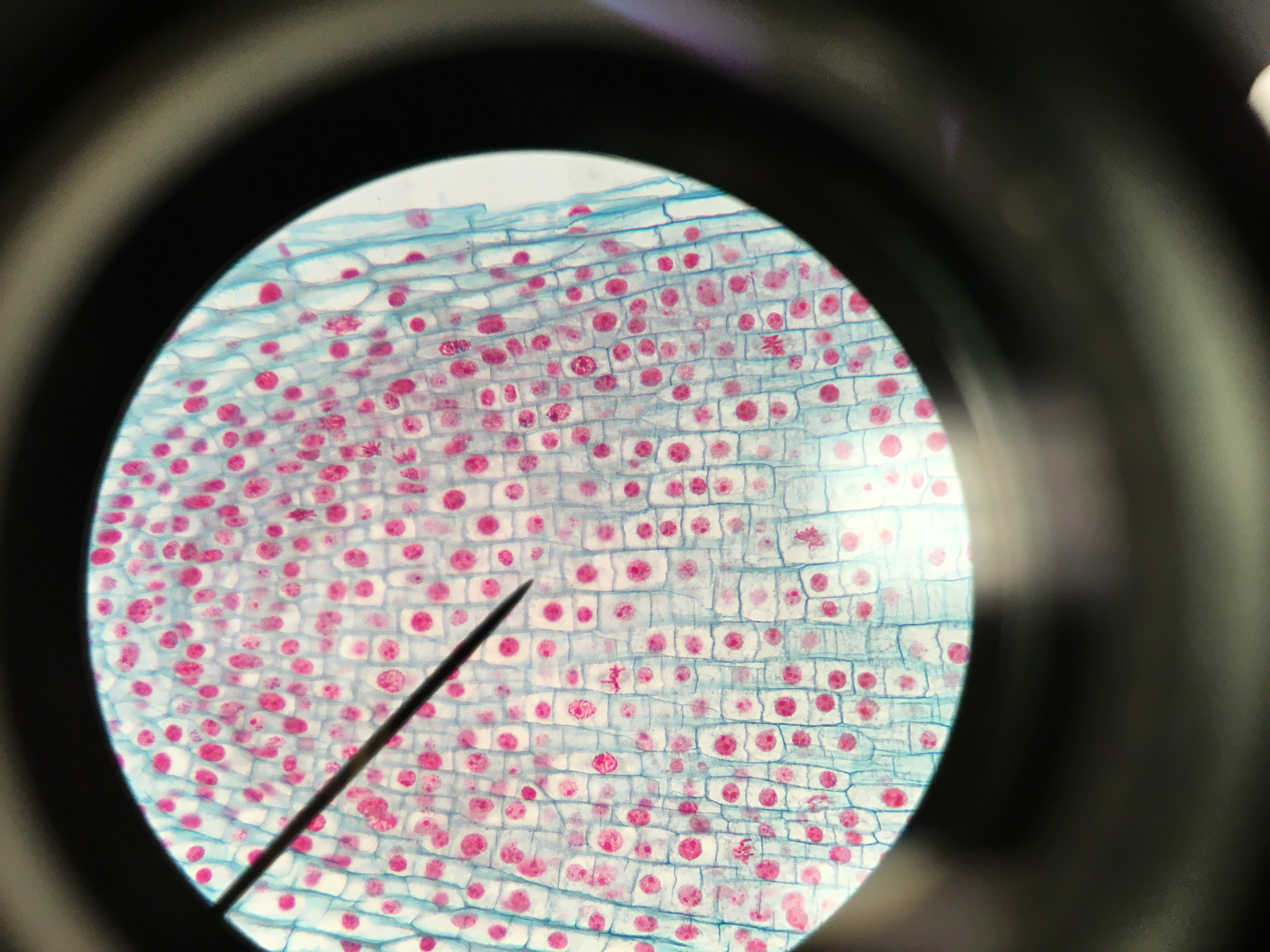 Third Onion Cells